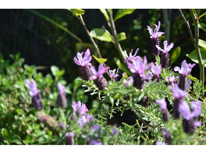 Renesse, Wildhoek 9 - Image 16