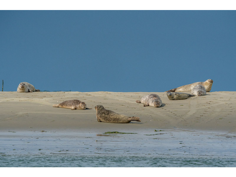 Renesse, Zeehuus / Duin Oost - Image 14