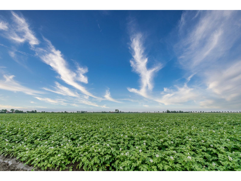 Zonnemaire, De Boterbloem - Image 18